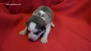 husky puppies for sale