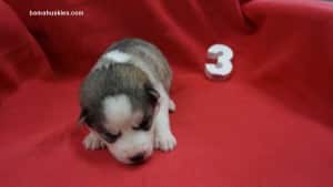 husky puppies for sale alabama