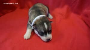husky puppy
