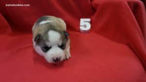 husky puppies for sale alabama