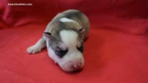 grey and white husky puppy for sale