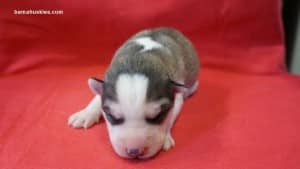 grey and white husky puppy for sale