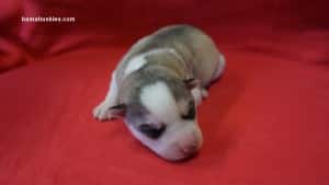 grey and white husky puppy for sale