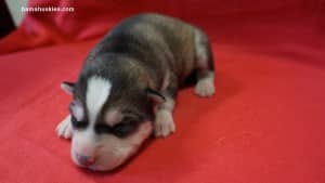 rylee husky puppy girl 5