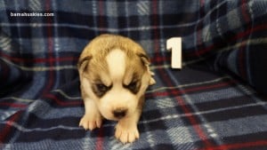 husky puppy