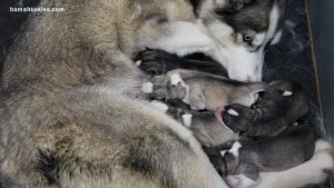 siberian husky puppies for sale