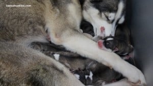 siberian husky puppies for sale