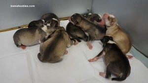 Siberian husky puppies for sale