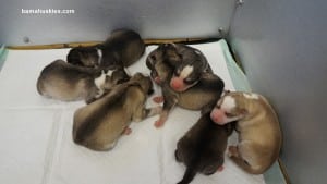 Siberian husky puppies for sale