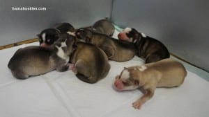 Siberian husky puppies for sale