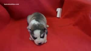 husky puppies for sale in Alabama