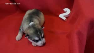 husky puppies for sale in Alabama