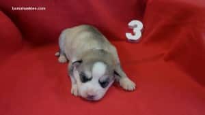 husky puppies for sale in Alabama