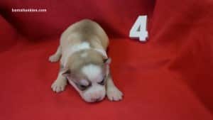 husky puppies for sale in Alabama