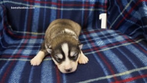 husky puppies for sale in Alabama