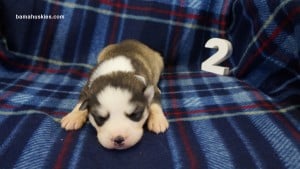 husky puppies for sale in Alabama