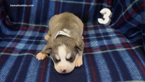 husky puppies for sale in Alabama