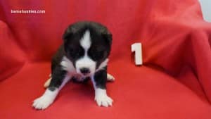 husky puppies