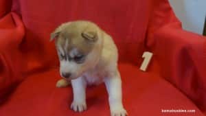 red and white husky puppy