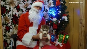 husky puppies for sale