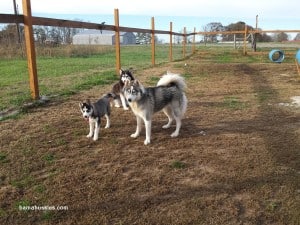 caring for Siberian huskies