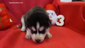 husky puppies for sale 