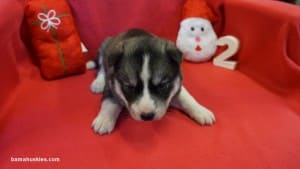 husky puppy