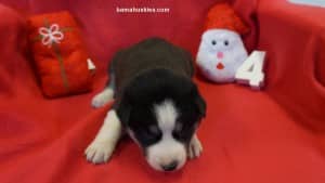 husky puppies for sale Virginia 