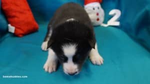 husky puppies for sale