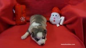 husky puppy