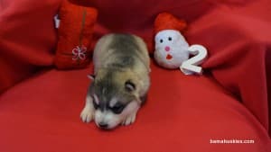husky puppies for sale