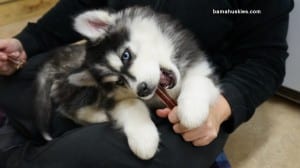 black and white siberian husky for sale