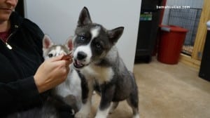 grey and white husky puppy for sale
