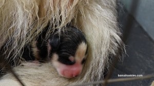 Luna's black and white husky puppy for sale