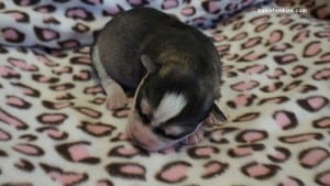 husky puppies for sale Tennessee