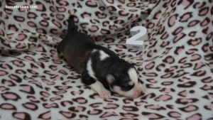 husky puppies for sale Georgia