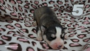 AKC Siberian husky puppies for sale