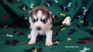 grey and white husky puppy for sale