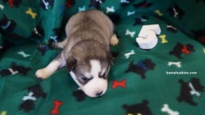 grey and white husky puppy for sale 