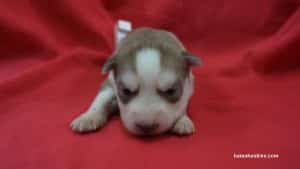 husky puppies for sale