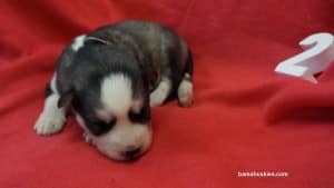 husky puppies for sale