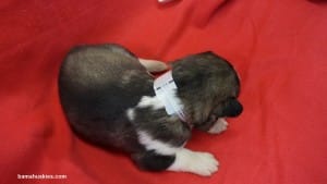 husky puppies for sale