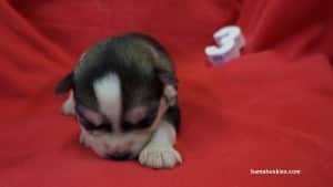 husky puppies for sale