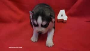 husky puppies for sale