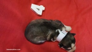 husky puppies for sale