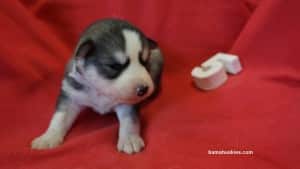 husky puppies for sale