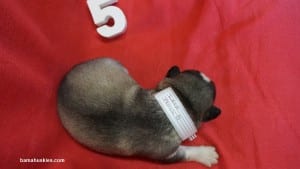 husky puppies for sale