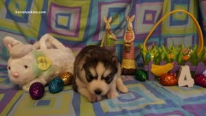 husky puppies for sale 