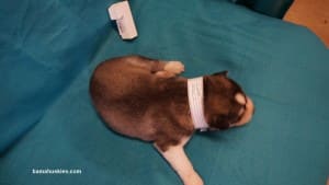 husky puppies for sale