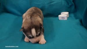 husky puppies for sale